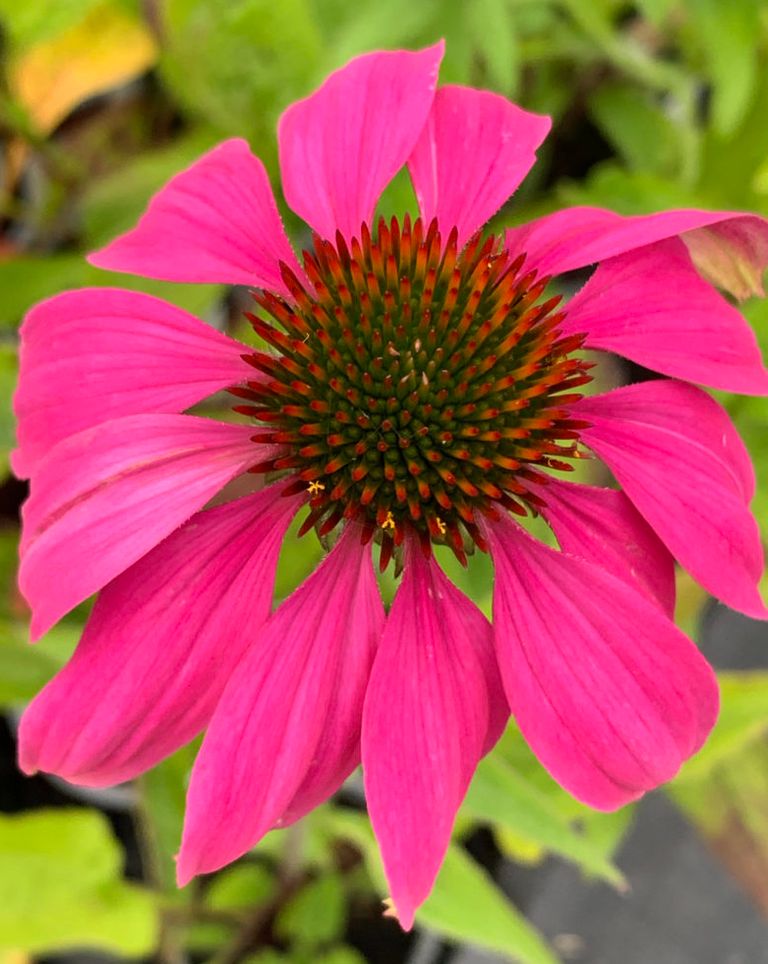 Foto: echinacea purpurea